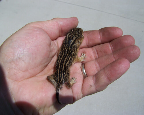 Baby 13 Lined Ground Squirrel - Advanced Wildlife Control