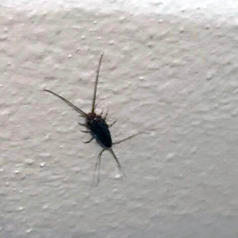 silverfish silverfish