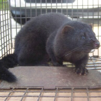 Black Mink in a Cage