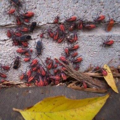 Box Elder Bugs
