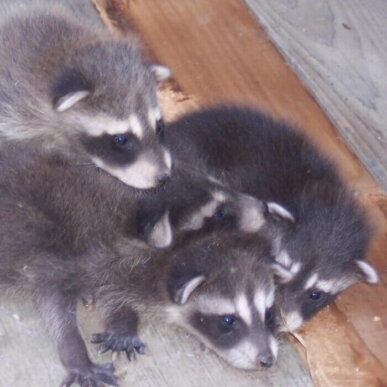 4 Baby Raccoons
