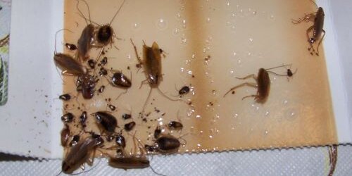 Cockroaches on Glueboard