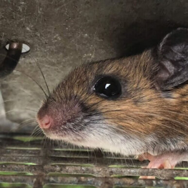 Close Up of a Mouse