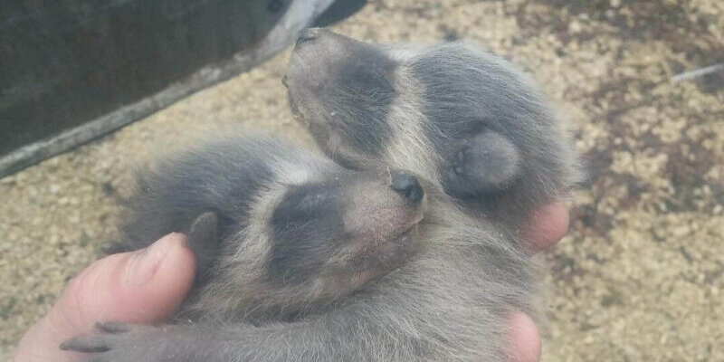 2_baby_raccoons 2_baby_raccoons