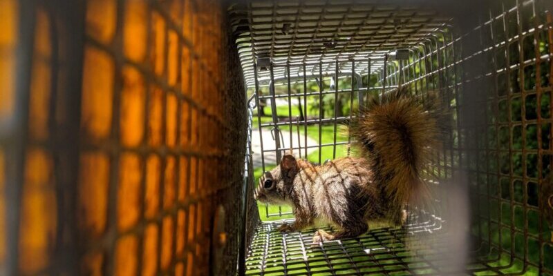 Red Squirrel in Cage Red Squirrel in Cage