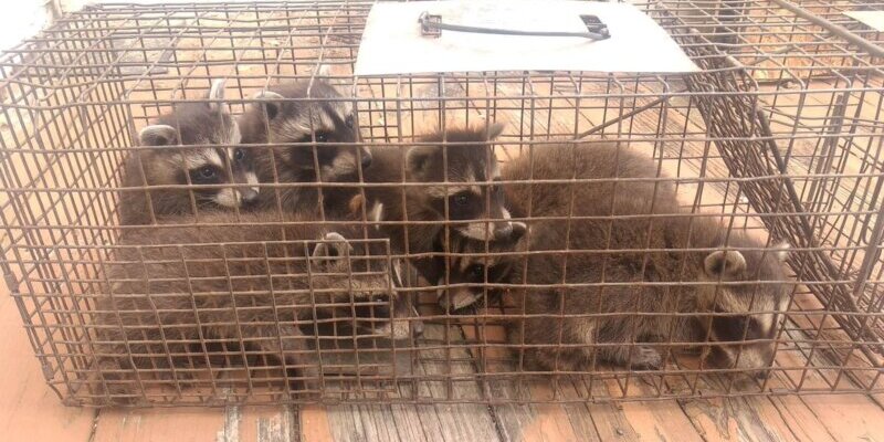 Several Baby Raccoons Several Baby Raccoons