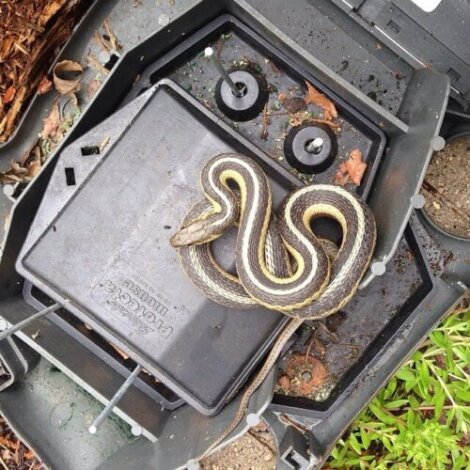 Garter Snake in an AWC Bait Station