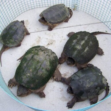 5 Huge Snapping Turtles