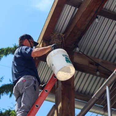 Old Bird Nest Removal