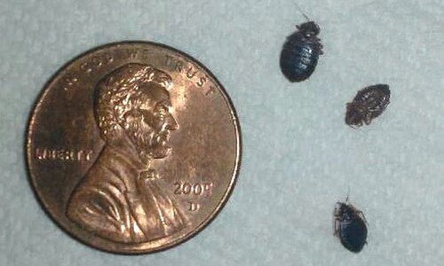 3 Bed Bugs Compared to a Penny