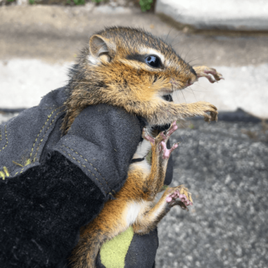 Baby Chipmunk