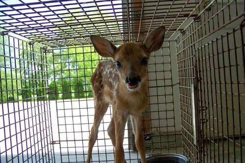 Baby White-Tail Deer