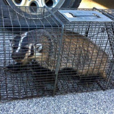 Badger in a Cage