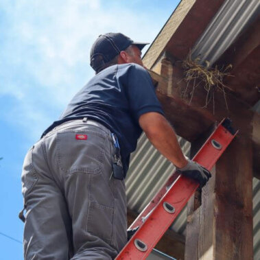 Bird Nest Removal