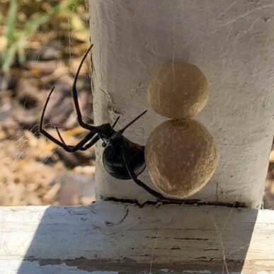 Black Widow Spider