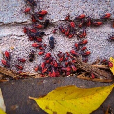 Box Elder Bugs Covering House