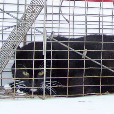 Feral Cat