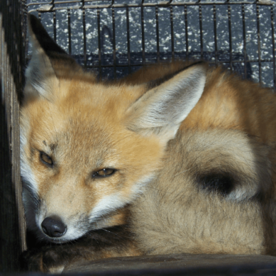 Red Fox