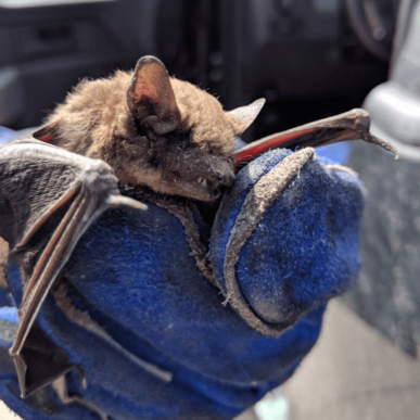 Holding a Bat