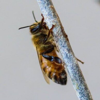 Honey Bee