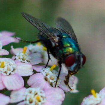 House Fly House Fly