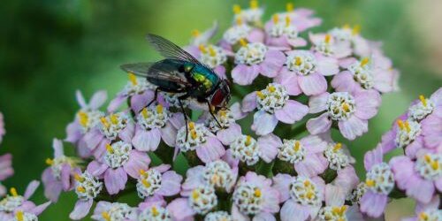 House Fly on a Flower