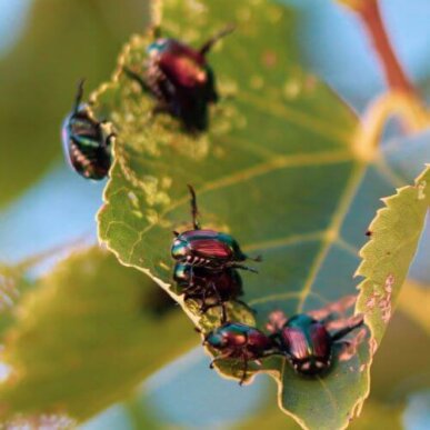 Japanese Beetles on Tree