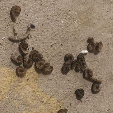 Colony of Millipedes