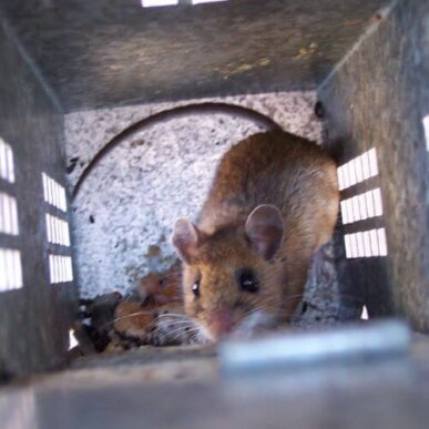 Mouse in a Cage