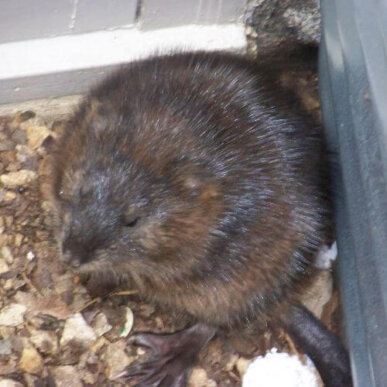 Muskrat