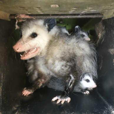 Opossum & Babies