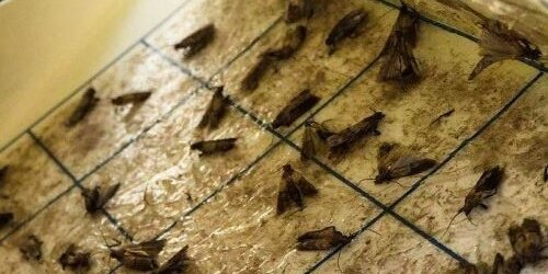 Pantry Moths in Glue Trap