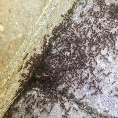 Pavement Ant Colony