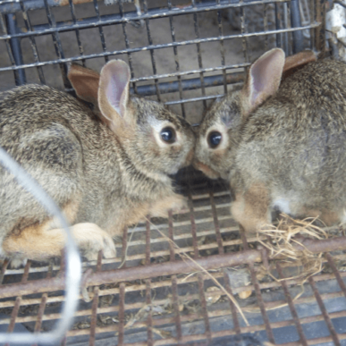 Rabbits