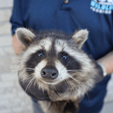 Raccoon