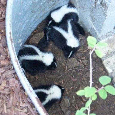 Baby Skunks