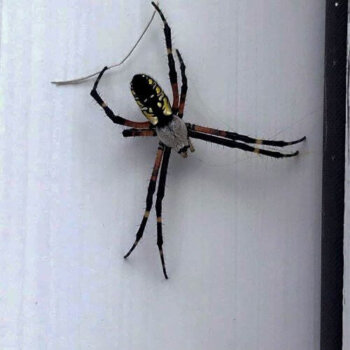 Zig Zag Spider Zig Zag Spider