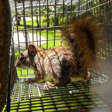 Red Squirrel