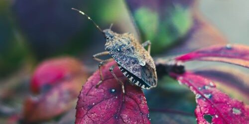 Stink Bug on Leaf