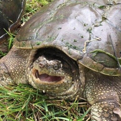 Snapping Turtle