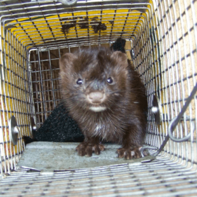 Brown Weasel in a Cage