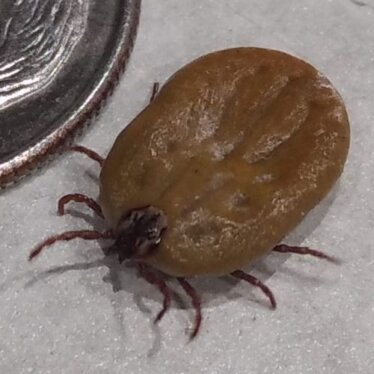 Wood Tick