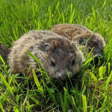 Baby Woodchucks