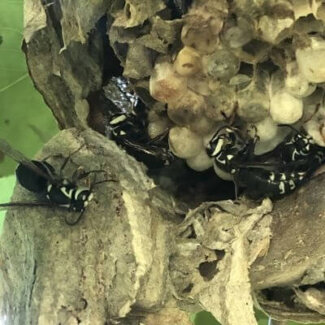 Bald Faced Hornets Bald Faced Hornets