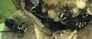 Bald Faced Hornets Bald Faced Hornets