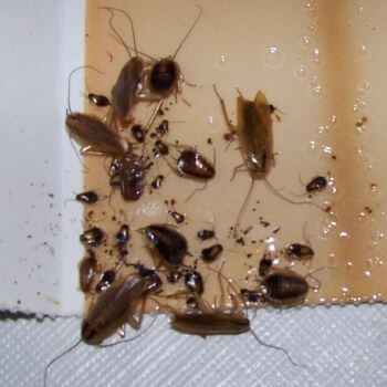 Cockroaches on Glue Cockroaches on Glue