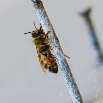 Honey Bee on a Nail Honey Bee on a Nail