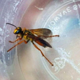 Mud Dauber Mud Dauber
