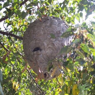 Paper Wasp Nest Paper Wasp Nest