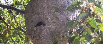 Paper Wasp Nest Paper Wasp Nest